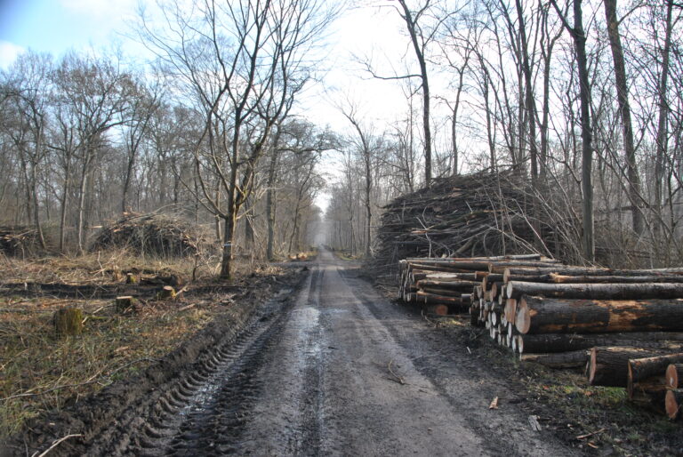 Kahlschlag auf Ketscher Rheininsel: Falsches Verständnis von Waldwirtschaft?