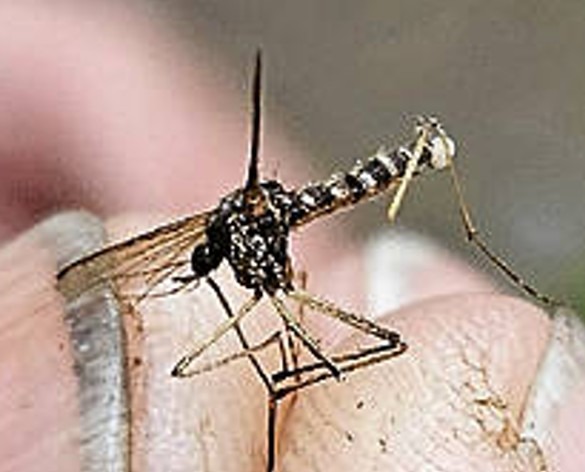 Zur Tigermückenbekämpfung in Ketsch