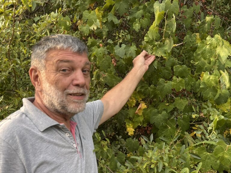 Mit Günther Martin zu den Wildreben im Rheinwald Ketsch
